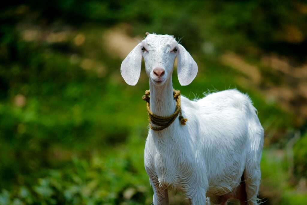 News about the goat shelter